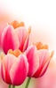 Flowers Live Wallpaper screenshot 6