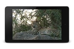 Leopard Video Live Wallpaper screenshot 1
