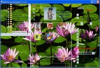 MSN Pictures Displayer screenshot 2