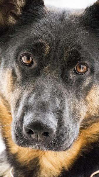 German Shepard Wallpapers - Preview 1