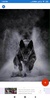 German Shepherd HD Wallpapers screenshot 5