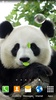 Cute Panda Live Wallpaper screenshot 9