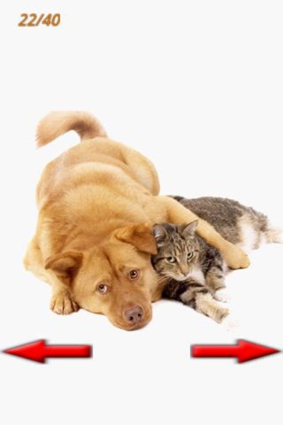Funny Animals Photo - Preview 2
