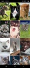 Cute Kittens Wallpapers screenshot 5