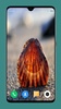 HD Seashell Wallpaper screenshot 5
