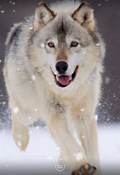 Wolf - Preview 7