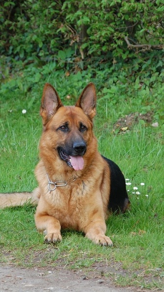 German Shepard Wallpapers - Preview 2