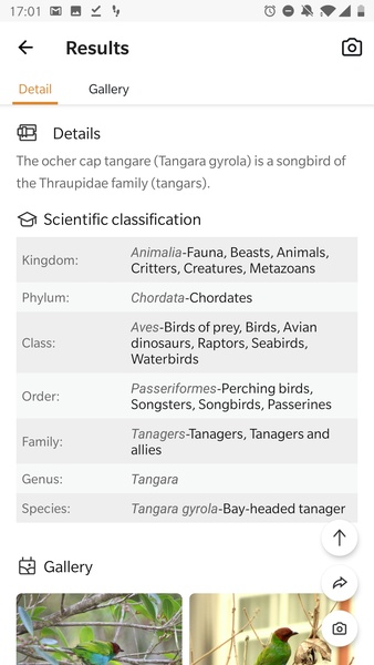 Picture Bird - Bird Identifier - Preview 3