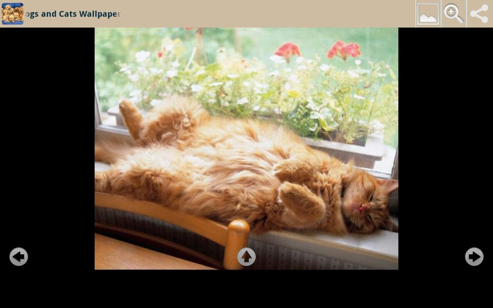 Dogs and Cats Wallpapers - Preview 3