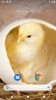 Chick Wallpaper screenshot 4