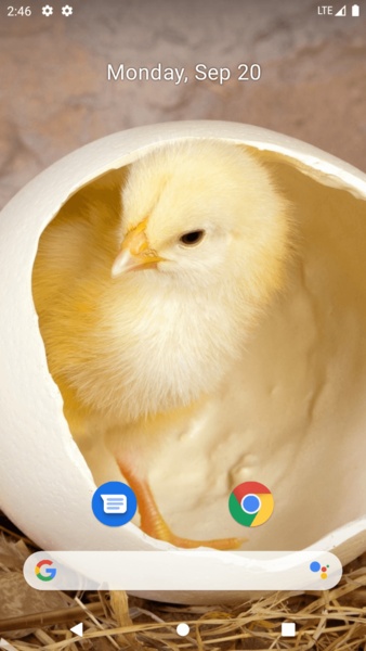 Chick Wallpaper - Preview 4