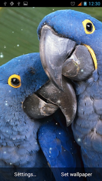 Parrot Live Wallpaper - Preview 3