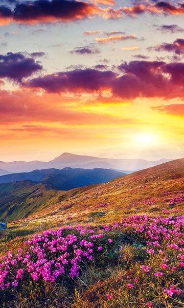 Mountain Flower Live Wallpaper - Preview 3