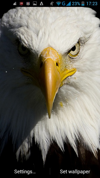 Eagle Live Wallpaper - Preview 3