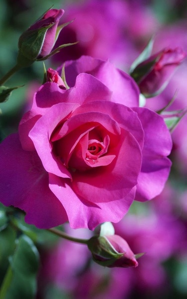 Flowers HD Live Wallpaper - Preview 1