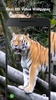 Tiger 3d Live Wallpaper screenshot 3