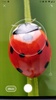 Picture Insect - Insect Id Pro screenshot 1