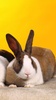 Rabbit Live Wallpaper screenshot 3