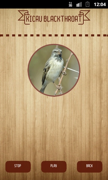 Kicau Blackthroat - Preview 1