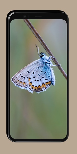 Butterfly Wallpaper OurcreativeApps - Preview 1