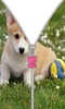 Cute Puppy Zip Screen Lock screenshot 1