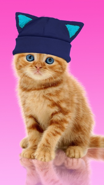 Sweet Cat and Caps - Preview 6