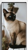 Siamese Cat Wallpapers screenshot 6