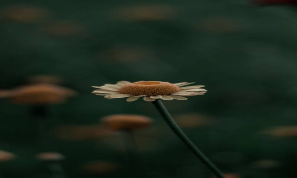 The most beautiful pictures and backgrounds of the natures part 3 - Preview 3