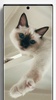 Siamese Cat Wallpapers screenshot 2