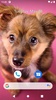 Cute Dog Wallpaper screenshot 5