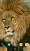 Lion HD Live Wallpaper screenshot 2