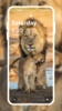Lion HD Wallpaper screenshot 2