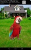 Real Talking Parrot screenshot 4