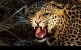 Leopard screenshot 5
