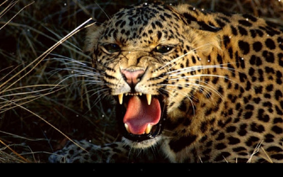 Leopard - Preview 5
