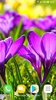 Beautiful Spring Flowers Live Wallpaper screenshot 9