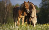 Puzzle - Beautiful horses screenshot 7