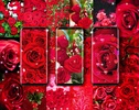 Red rose live wallpaper screenshot 1