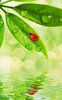 Ladybug Live Wallpaper screenshot 8