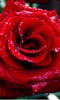 Roses Live Wallpaper screenshot 6