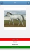 Breeds of horses - quiz screenshot 10
