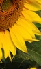 Sunflower Wallpaper screenshot 15