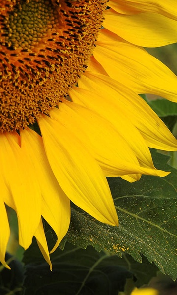 Sunflower Wallpaper - Preview 15