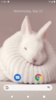 Rabbit Wallpaper screenshot 6