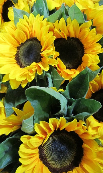 Sunflower Wallpaper - Preview 2