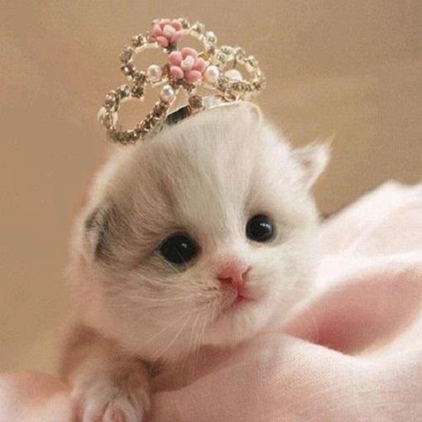Cat Wallpapers Cute - Preview 1