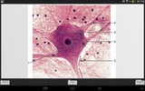 Histology screenshot 5