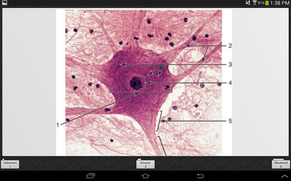Histology - Preview 5
