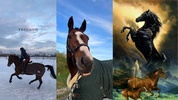 Horse Wallpapers screenshot 6