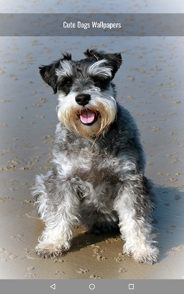 Cute Dogs Wallpapers - Preview 9